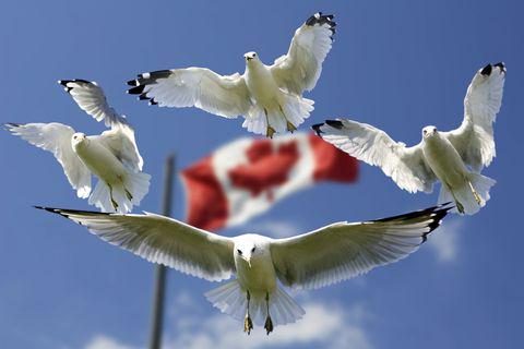 Bank Kanada memperkirakan tingkat suku bunga yang lebih tinggi dari waktu ke waktu